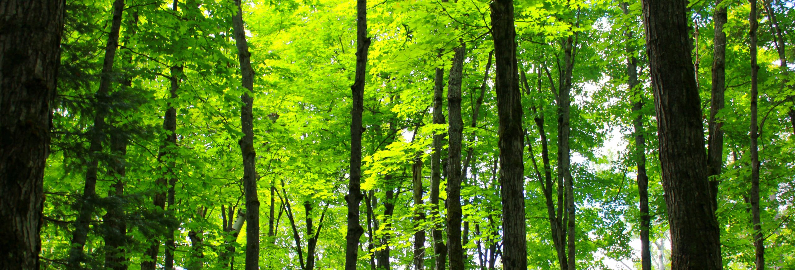 Fibras celulósicas de origen forestal en la industria textil